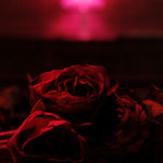The Paper Kites - Roses- Vinyl LP