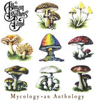 The Allman Brothers Band - Mycology: An Anthology (Holland Import) - 1xCD